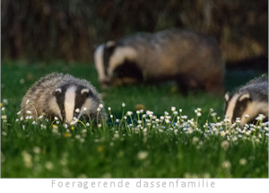 Foeragerende dassenfamilie